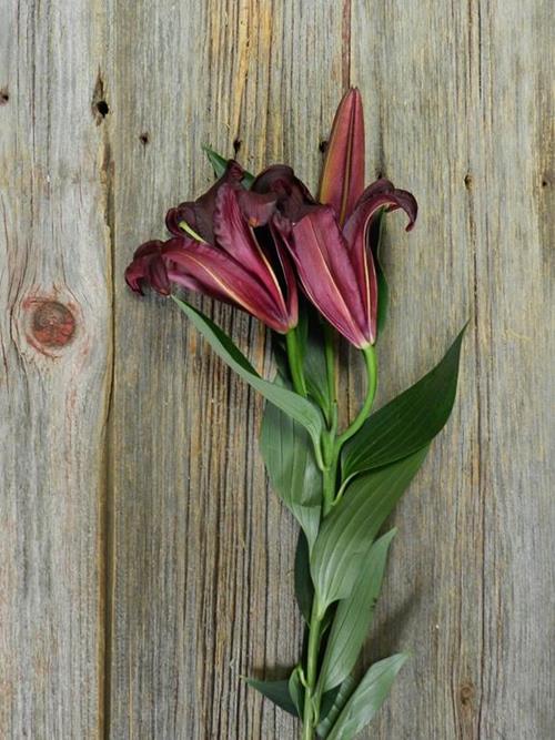 FIREBOLT 2/3 BLOOM BURGUNDY/RED HYBRID ORIENTAL LILY